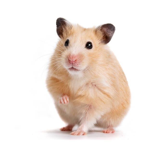 Hámster 🐹